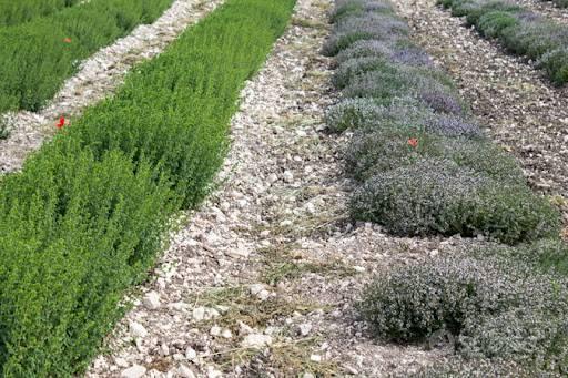 Terreno Agricolo - Fermo