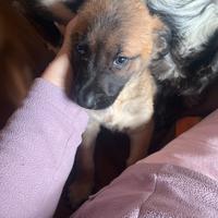Cuccioli in adozione