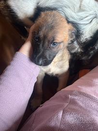 Cuccioli in adozione