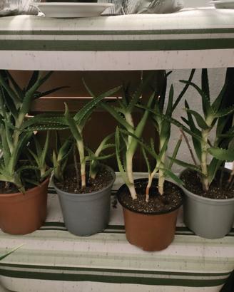 pianta Aloe Vera