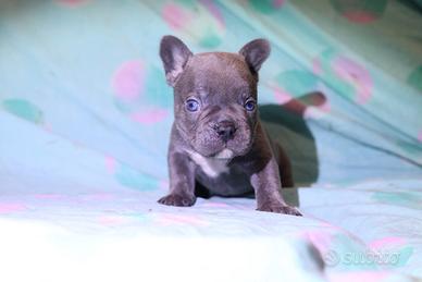 Bulldog francese esotico