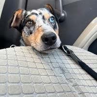 Pastore australiano nano