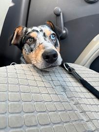 Pastore australiano nano