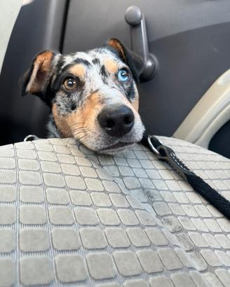 Pastore australiano nano