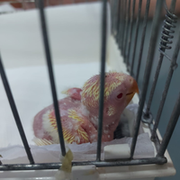 Pulli di inseparabili