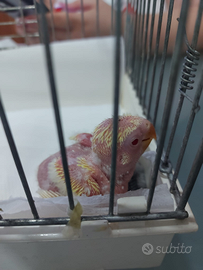 Pulli di inseparabili