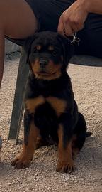 Cucciola Rottweiler