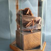 Rosa del deserto in teca di vetro 