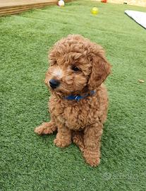 Cuccioli barboncini maschi e femmine