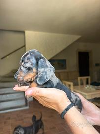 Cucciolo di bassotto