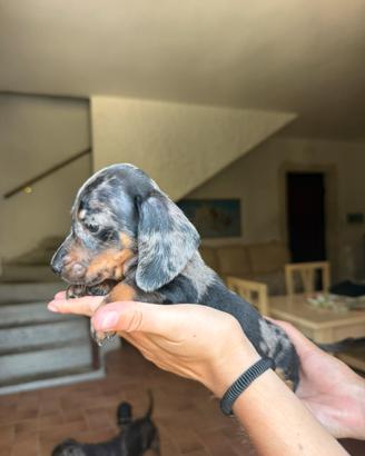Cucciolo di bassotto
