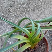 varie piante grasse da esterno 