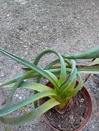 varie piante grasse da esterno 