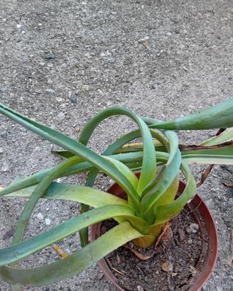 varie piante grasse da esterno 