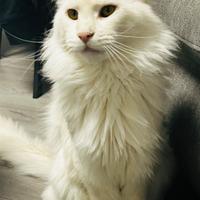 Maine Coon x monta / accoppiamento