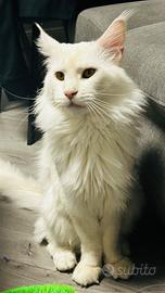 Maine Coon x monta / accoppiamento