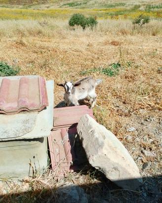 Coppia di caprette