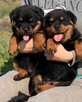 Rottweiler