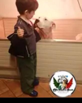 Cuccioli di Dogo Argentino