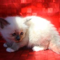 Cuccioli Sacri di Birmania con pedigree