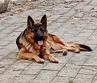 Coppia pastore tedesco