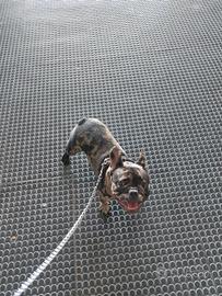 Bulldog francese