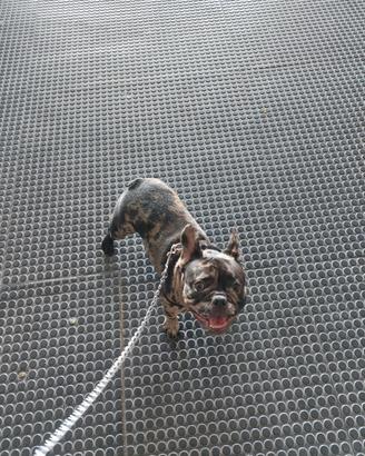 Bulldog francese