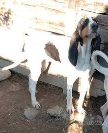 Ariegeois cucciolona