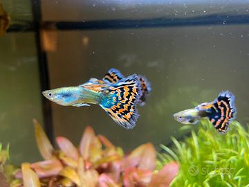 Pesci Guppy