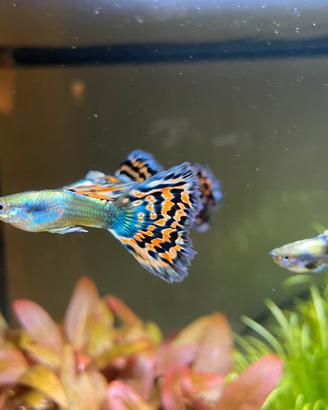 Pesci Guppy