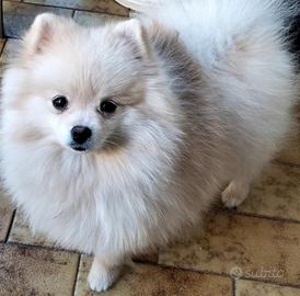 Spitz tedesco nano (volpino Pomerania )