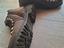 Immagine 5