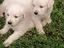 Immagine 4