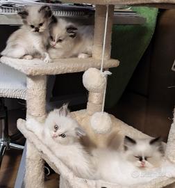 Gattini ragdoll