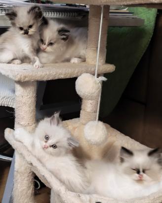 Gattini ragdoll