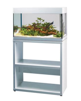 acquario acqua dolce