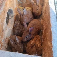 Coniglio leprino viterbese