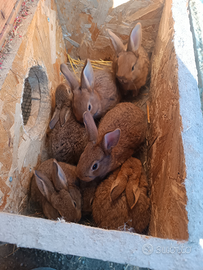 Coniglio leprino viterbese