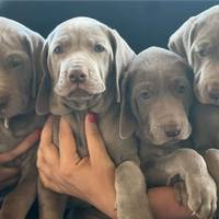 Cuccioli di Weimaraner