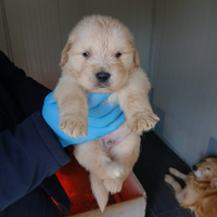Golden Retriever con pedigree