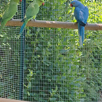 Parocchetto dal collare