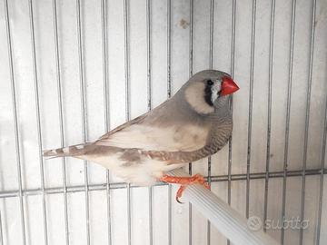 Diamanti mandarini taglia olandese