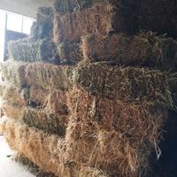 Ballette di erba medica