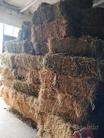 Ballette di erba medica