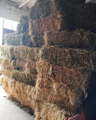 Ballette di erba medica