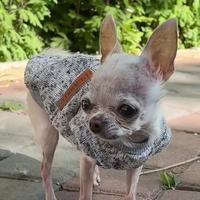Chihuahua mini
