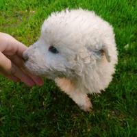 Cuccioli di maremmano