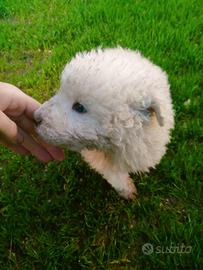 Cuccioli di maremmano