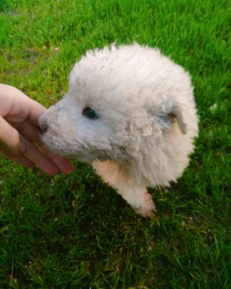 Cuccioli di maremmano