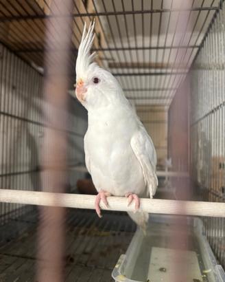 Calopsita albino